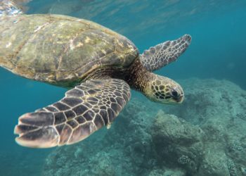 turtle petit terre