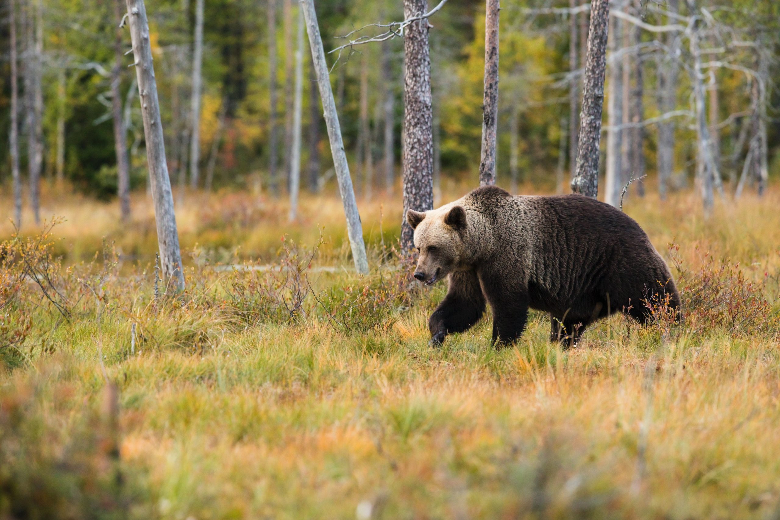 bear canada